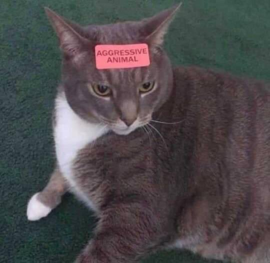 A picture of a cat, with a sticker on their face reading "aggressive animal".